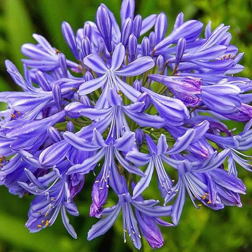 Blue Agapanthus Flower seeds for Planting Easy to Grow, Heirloom & GMO Free Seeds for Home Garden seeds for planting