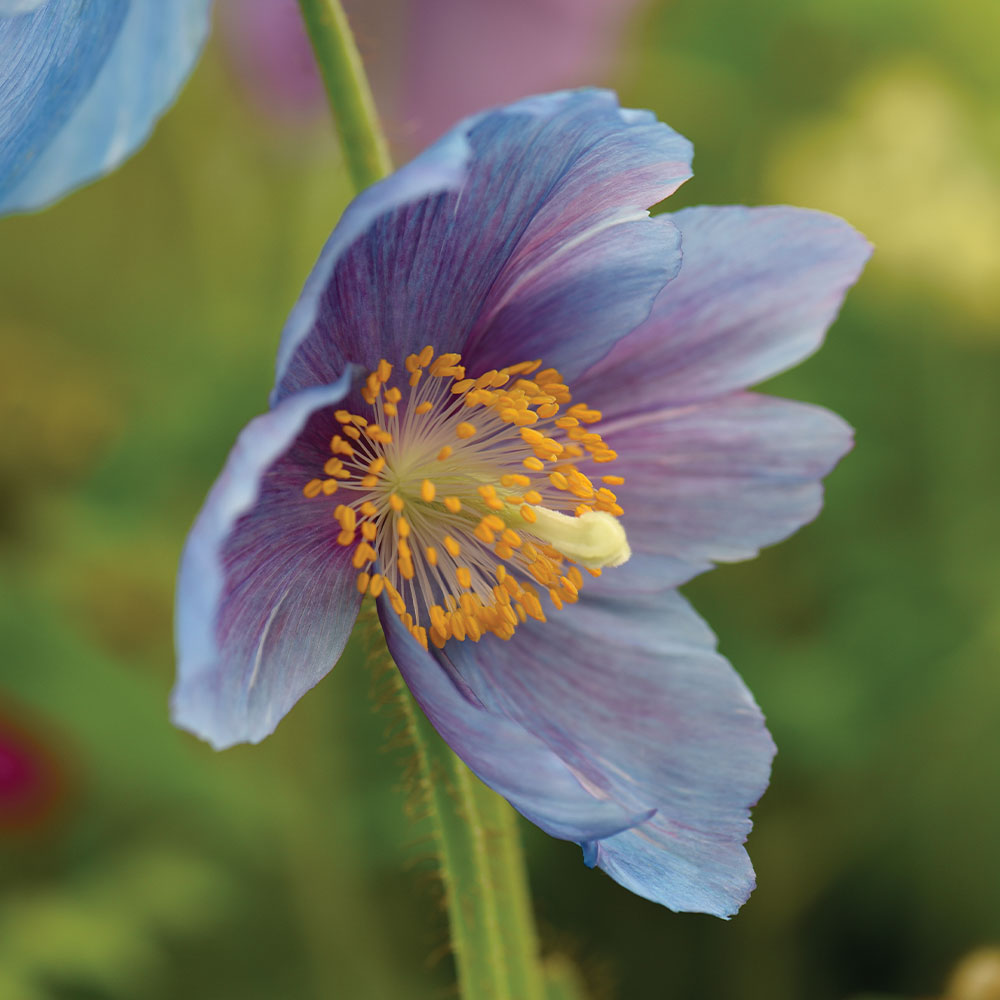 Lingholm Flower seeds for Planting Drought Tolerant, Heirloom & GMO Free Seeds for Home Garden seeds for planting