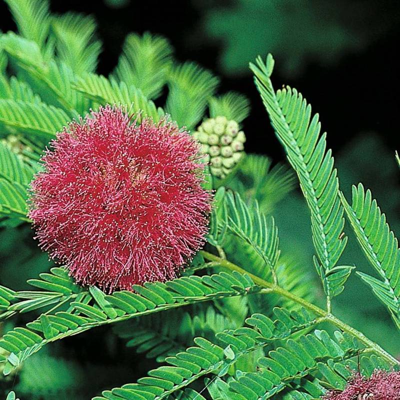 High quality Mimosa Pudica Flower seeds for Planting Fragrant Blossoms, Heirloom & GMO Free Seeds for Home Garden seeds pack