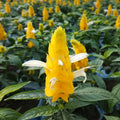 Yellow Crossandra Flower seeds for Planting Garden Favorite, Heirloom & GMO Free Seeds for Home Garden seeds for planting