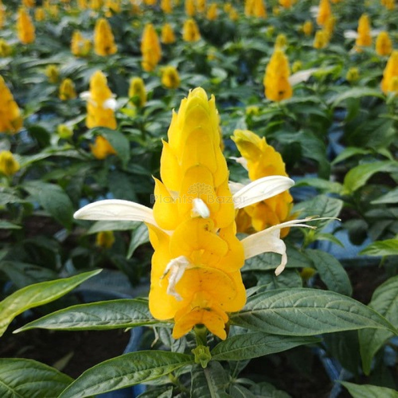 Yellow Crossandra Flower seeds for Planting Garden Favorite, Heirloom & GMO Free Seeds for Home Garden seeds for planting