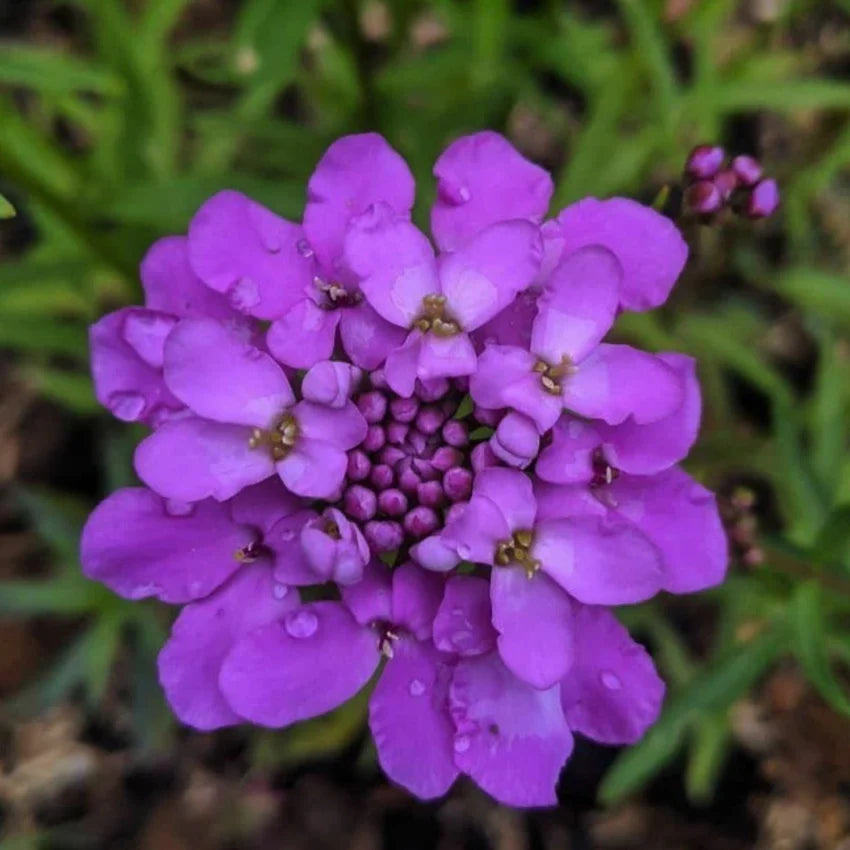 Violet Iberis Flower seeds for Planting Hardy Variety, Heirloom & GMO Free Seeds for Home Garden seeds for planting