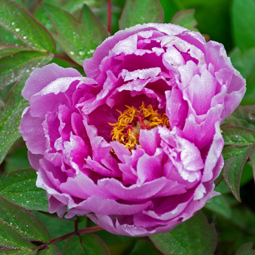 Purple Paeonia Suffruticosa Flower seeds for Planting Hardy Variety, Heirloom & GMO Free Seeds for Home Garden seeds for planting