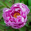 Purple Paeonia Suffruticosa Flower seeds for Planting Hardy Variety, Heirloom & GMO Free Seeds for Home Garden seeds for planting