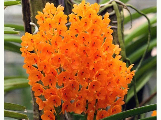 Light Yellow Ascocentrum Flower seeds for Planting Hardy Variety, Heirloom & GMO Free Seeds for Home Garden seeds for planting