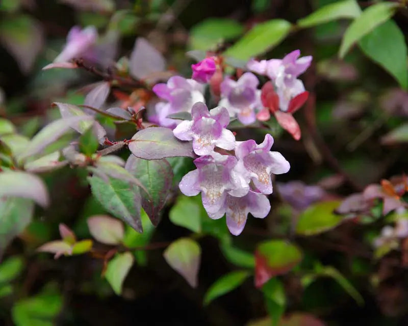 Lavender Abelia Flower seeds for Planting Low Maintenance, Heirloom & GMO Free Seeds for Home Garden seeds for planting