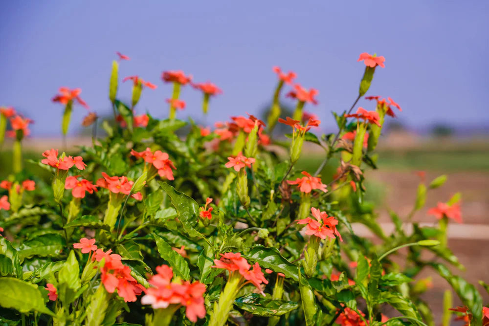 Premium Crossandra Semi Flower seeds for Planting Fragrant Blossoms, Heirloom & GMO Free Seeds for Home Garden seeds