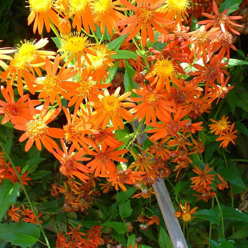 Confusus Mexico Flower seeds for Planting Perfect for Borders, Heirloom & GMO Free Seeds for Home Garden seeds for planting