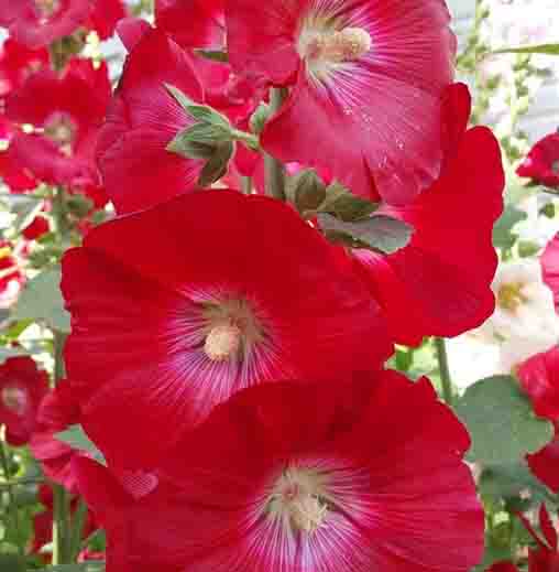 High quality Red Hollyhock Alcea Flower seeds for Planting Drought Tolerant, Heirloom & GMO Free Seeds for Home Garden seeds pack