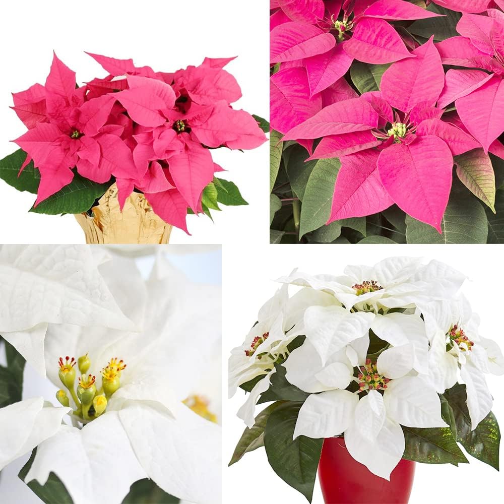 Mixed Poinsettia Flower seeds for Planting Garden Favorite, Heirloom & GMO Free Seeds for Home Garden seeds for planting