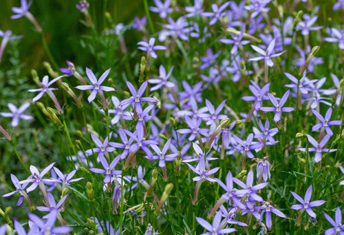 Blue Laurentia Flower seeds for Planting Vibrant Colors, Heirloom & GMO Free Seeds for Home Garden seeds for planting