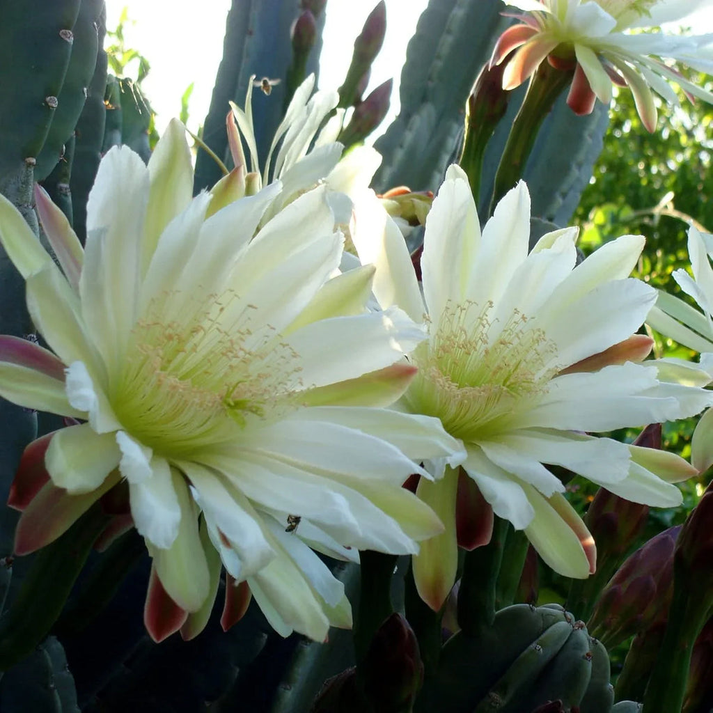 High quality Cereus Flower seeds for Planting Perfect for Borders, Heirloom & GMO Free Seeds for Home Garden seeds pack