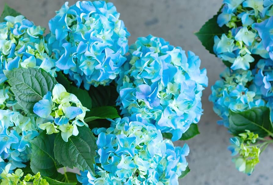 High quality Sea Blue Hydrangea Flower seeds for Planting Sun Loving, Heirloom & GMO Free Seeds for Home Garden seeds pack