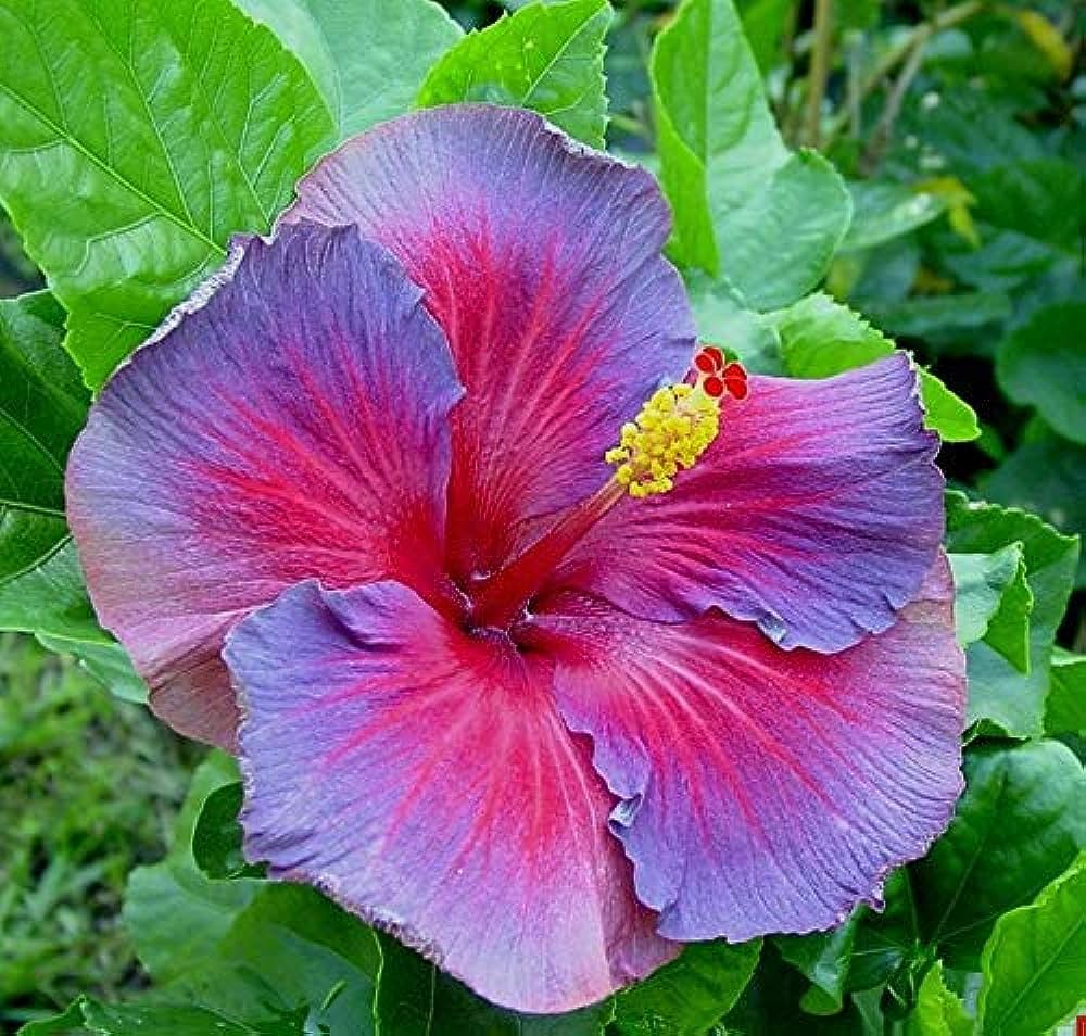 Hibiscus Purple Pink Flower seeds for Planting Low Maintenance, Heirloom & GMO Free Seeds for Home Garden seeds for planting