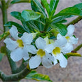 White Adenium Flower seeds for Planting Colorful Display, Heirloom & GMO Free Seeds for Home Garden seeds for planting