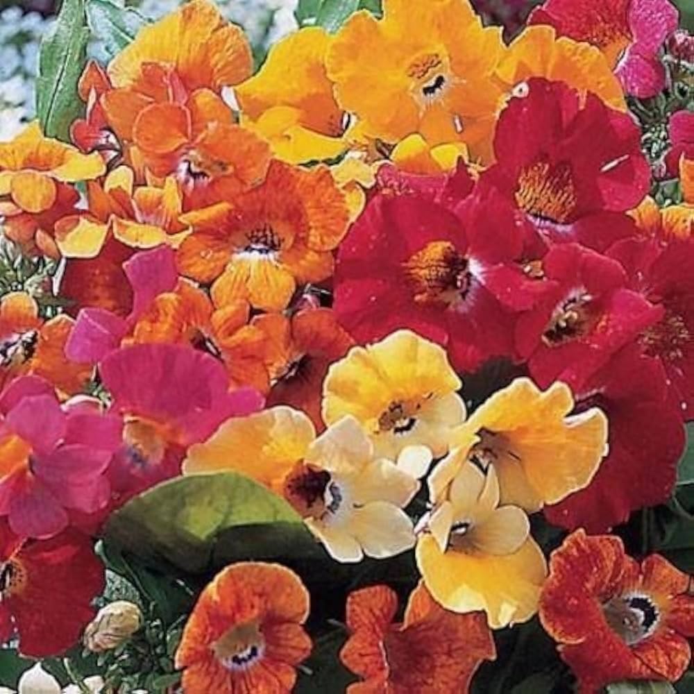 Mixed Nemesia Carnival Flower seeds for Planting Bright Blooms, Heirloom & GMO Free Seeds for Home Garden seeds for planting