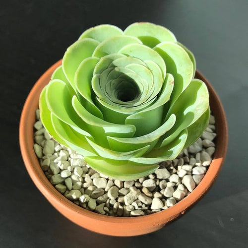 Canary Aeonium Flower seeds for Planting Pollinator Friendly Heirloom & GMO Free Seeds for Home Garden seeds for planting