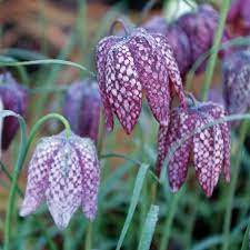 Fritillaria Flower seeds for Planting Colorful Display, Heirloom & GMO Free Seeds for Home Garden seeds for planting