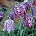 Fritillaria Flower seeds for Planting Colorful Display, Heirloom & GMO Free Seeds for Home Garden seeds for planting