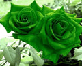Green Dragon Rose Flower seeds for Planting Low Maintenance, Heirloom & GMO Free Seeds for Home Garden seeds for planting