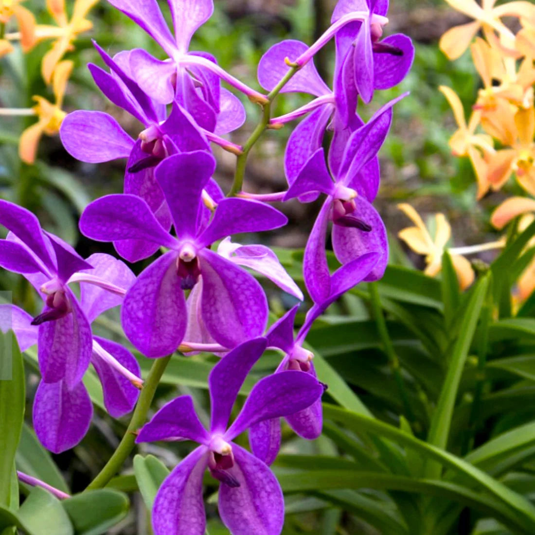 Purple Ascocentrum Flower seeds for Planting Low Maintenance, Heirloom & GMO Free Seeds for Home Garden seeds for planting