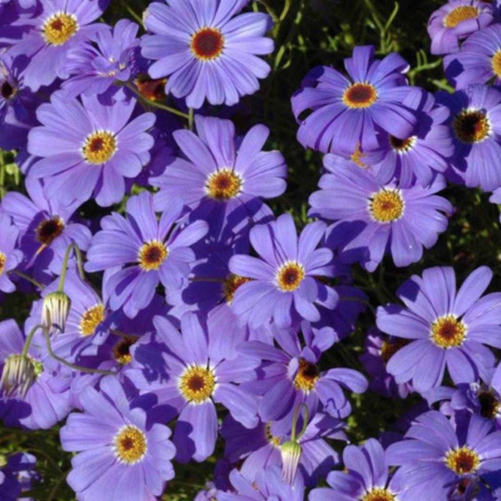 Purple Flower Pot Flower seeds for Planting Premium Quality, Heirloom & GMO Free Seeds for Home Garden seeds for planting