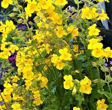 Yellow Mimulus Guttatus Flower seeds for Planting Low Maintenance, Heirloom & GMO Free Seeds for Home Garden seeds for planting