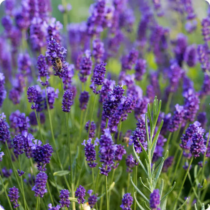 Purple Verbena Flower seeds for Planting Wildflower Mix Heirloom & GMO Free Seeds for Home Garden
