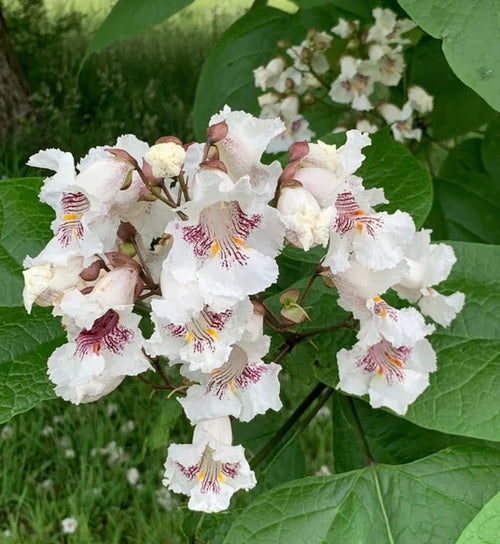 Catalpa Flower seeds for Planting Drought Tolerant, Heirloom & GMO Free Seeds for Home Garden seeds for planting