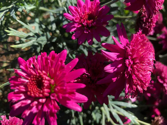 Heirloom Pink Argyranthemum Flower seeds for Planting Hardy Variety, Heirloom & GMO Free Seeds for Home Garden seeds for planting