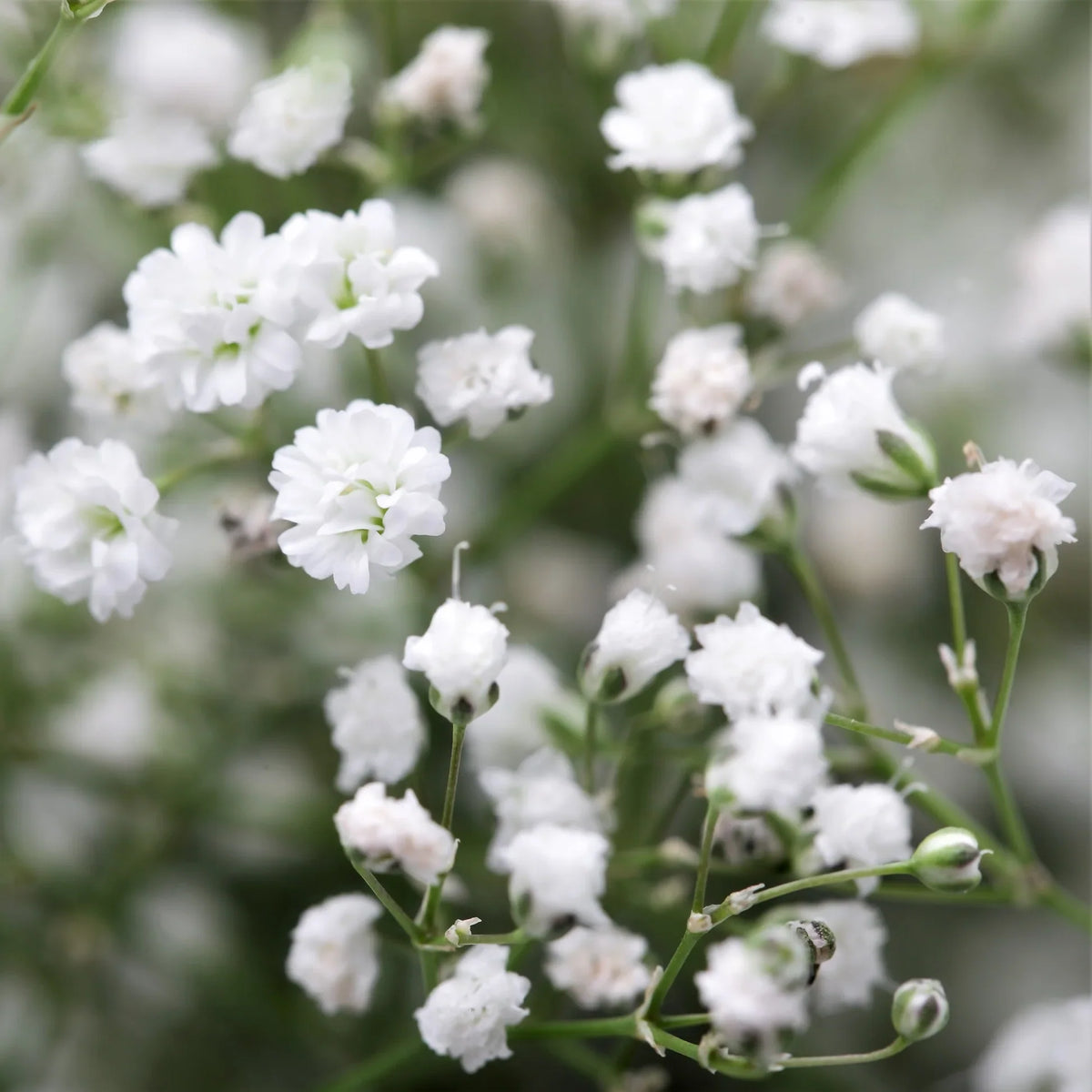 Gypsophila Paniculata Flower seeds for Planting Long Bloom Season, Heirloom & GMO Free Seeds for Home Garden seeds for planting