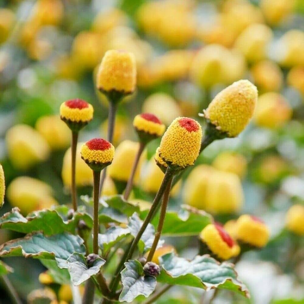 Acmella Oleracea Flower seeds for Planting Cut Flower Favorite, Heirloom & GMO Free Seeds for Home Garden seeds for planting