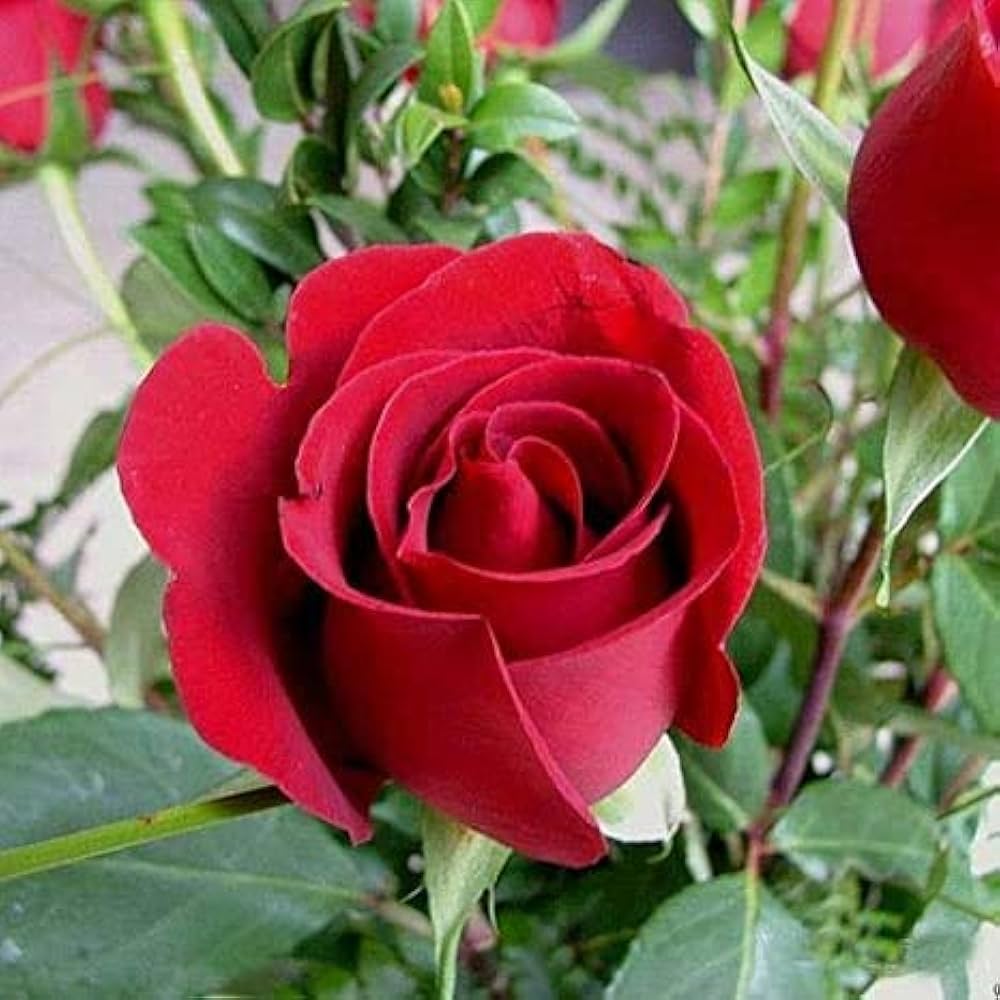 Full Red Rose Flower seeds for Planting Long Bloom Season, Heirloom & GMO Free Seeds for Home Garden seeds for planting
