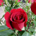 Full Red Rose Flower seeds for Planting Long Bloom Season, Heirloom & GMO Free Seeds for Home Garden seeds for planting