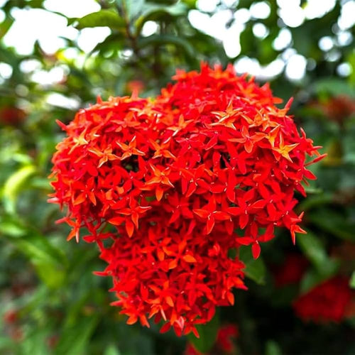 Coccinea Flower seeds for Planting Low Maintenance, Heirloom & GMO Free Seeds for Home Garden seeds for planting