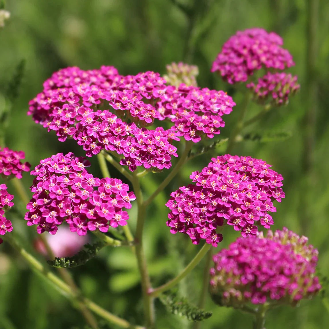 Pink Achillea Yarrow Flower seeds for Planting Premium Quality, Heirloom & GMO Free Seeds for Home Garden seeds for planting