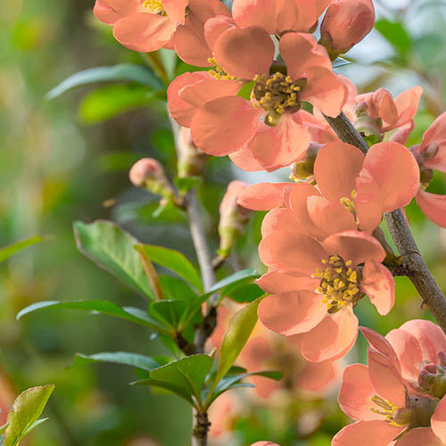 Orange Chaenomeles Flower seeds for Planting Cut Flower Favorite, Heirloom & GMO Free Seeds for Home Garden seeds for planting