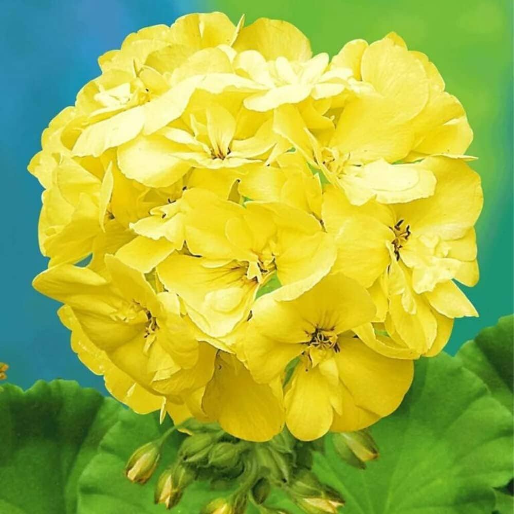 Geranium (Geranium Flower) seeds for planting in home garden