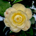 Camellia Light Yellow Flower seeds for Planting Cut Flower Favorite, Heirloom & GMO Free Seeds for Home Garden seeds for planting