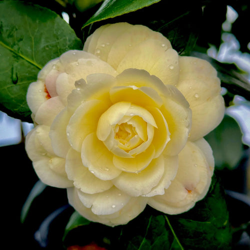 Camellia Light Yellow Flower seeds for Planting Cut Flower Favorite, Heirloom & GMO Free Seeds for Home Garden seeds for planting