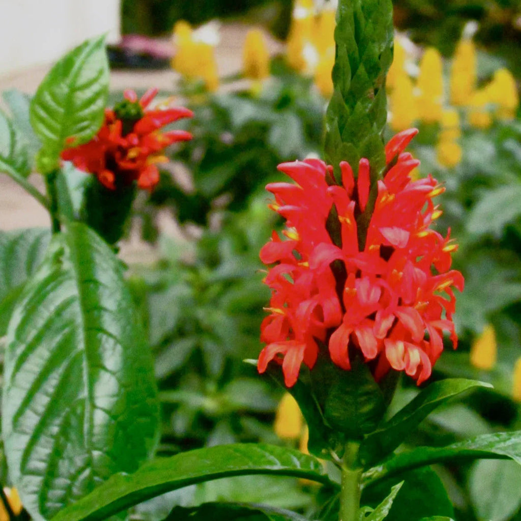 Red Pachystachys Flower seeds for Planting Perfect for Borders, Heirloom & GMO Free Seeds for Home Garden seeds for planting