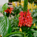 Red Pachystachys Flower seeds for Planting Perfect for Borders, Heirloom & GMO Free Seeds for Home Garden seeds for planting