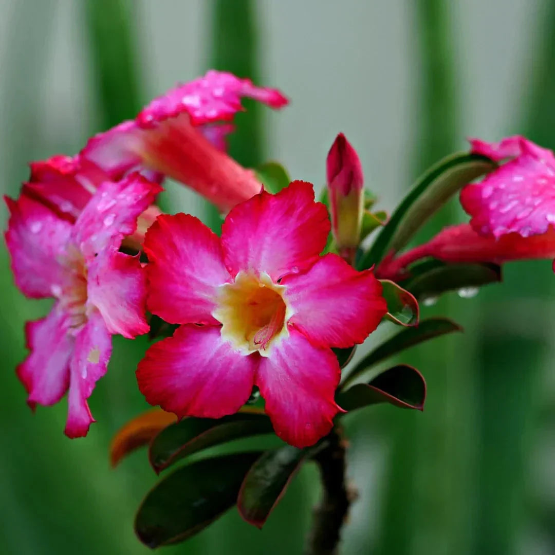 Pink Adenium Obesum Flower seeds for Planting Sun Loving Heirloom & GMO Free Seeds for Home Garden