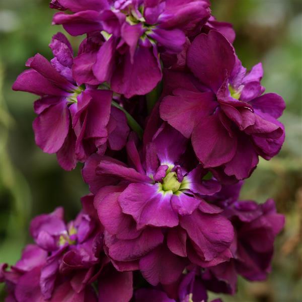 High quality Purple Matthiola Flower seeds for Planting Shade Tolerant, Heirloom & GMO Free Seeds for Home Garden seeds pack