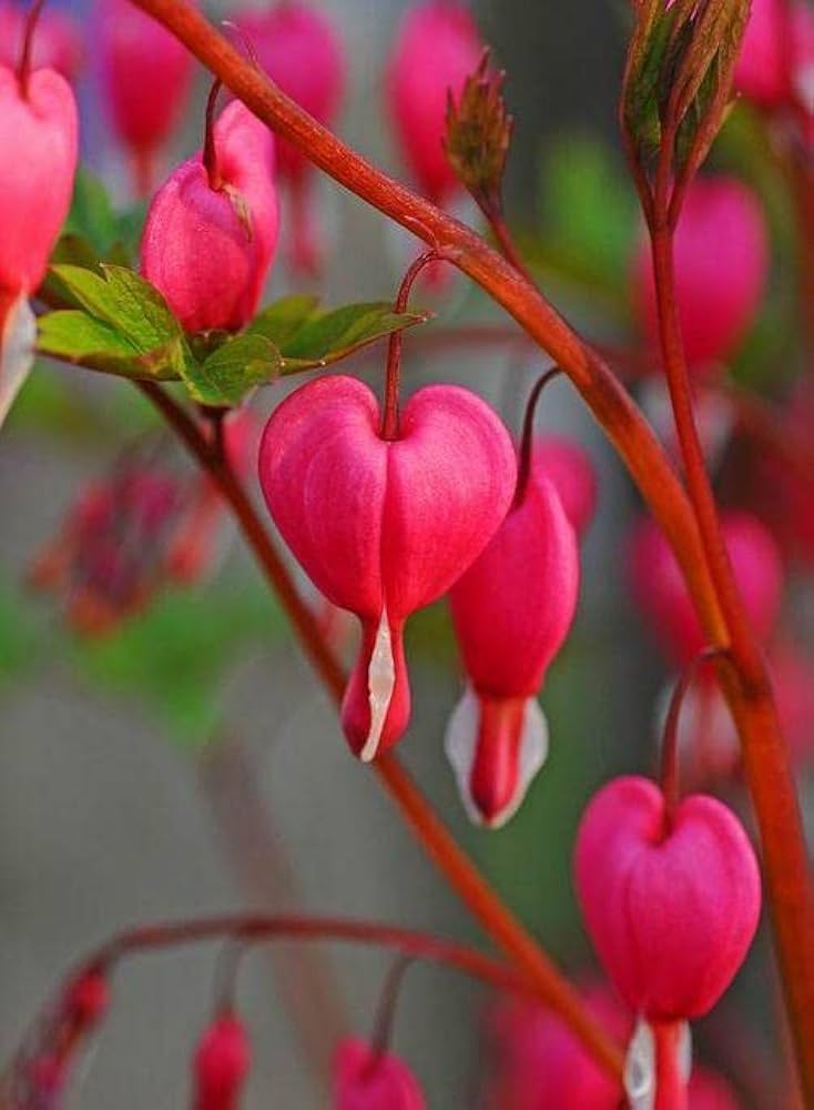 Pink Bleeding Hearts Flower seeds for Planting Pollinator Friendly, Heirloom & GMO Free Seeds for Home Garden seeds for planting