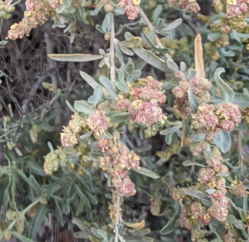 Atriplex Canescens Flower seeds for Planting Vibrant Colors, Heirloom & GMO Free Seeds for Home Garden seeds for planting