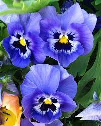 Pansy Blue Flower seeds for Planting Wildflower Mix, Heirloom & GMO Free Seeds for Home Garden seeds for planting