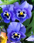 Pansy Blue Flower seeds for Planting Wildflower Mix, Heirloom & GMO Free Seeds for Home Garden seeds for planting