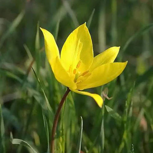 Tulipa Sylvestris Flower seeds for Planting Long Bloom Season, Heirloom & GMO Free Seeds for Home Garden seeds for planting