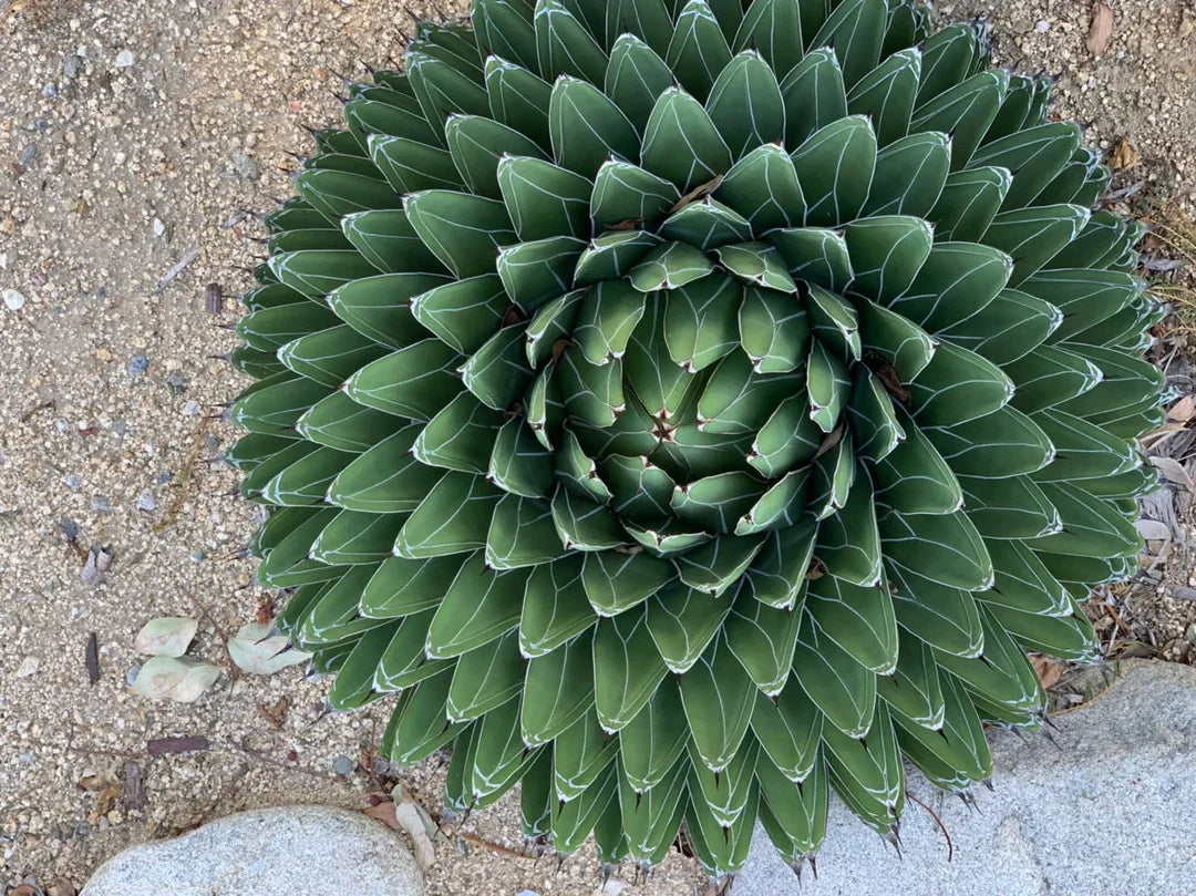 Agave Victoriae Flower seeds for Planting Compact Growth Heirloom & GMO Free Seeds for Home Garden seeds for planting